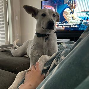 Meet your Posher, Sydney